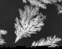 樹枝状ニッケル粉「nanoZAC®」 画像
